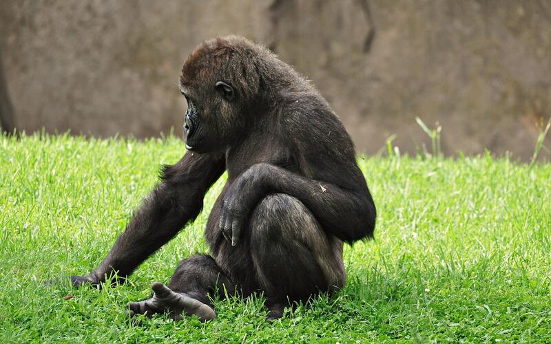 Een gorilla zit in het gras in de Bioparc van Valencia