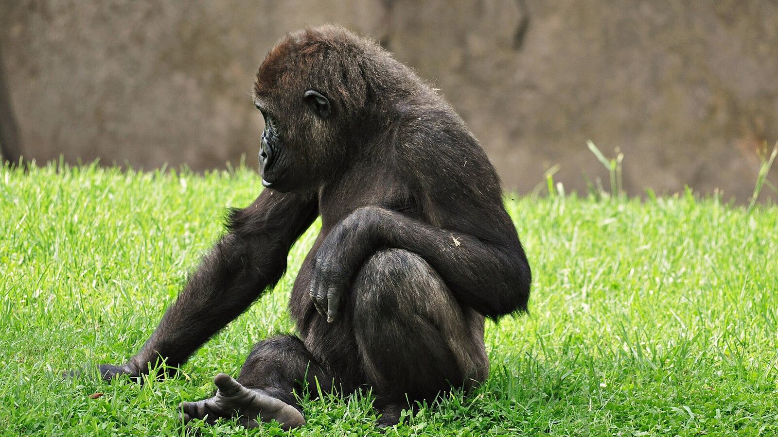 Een gorilla zit in het gras in de Bioparc van Valencia