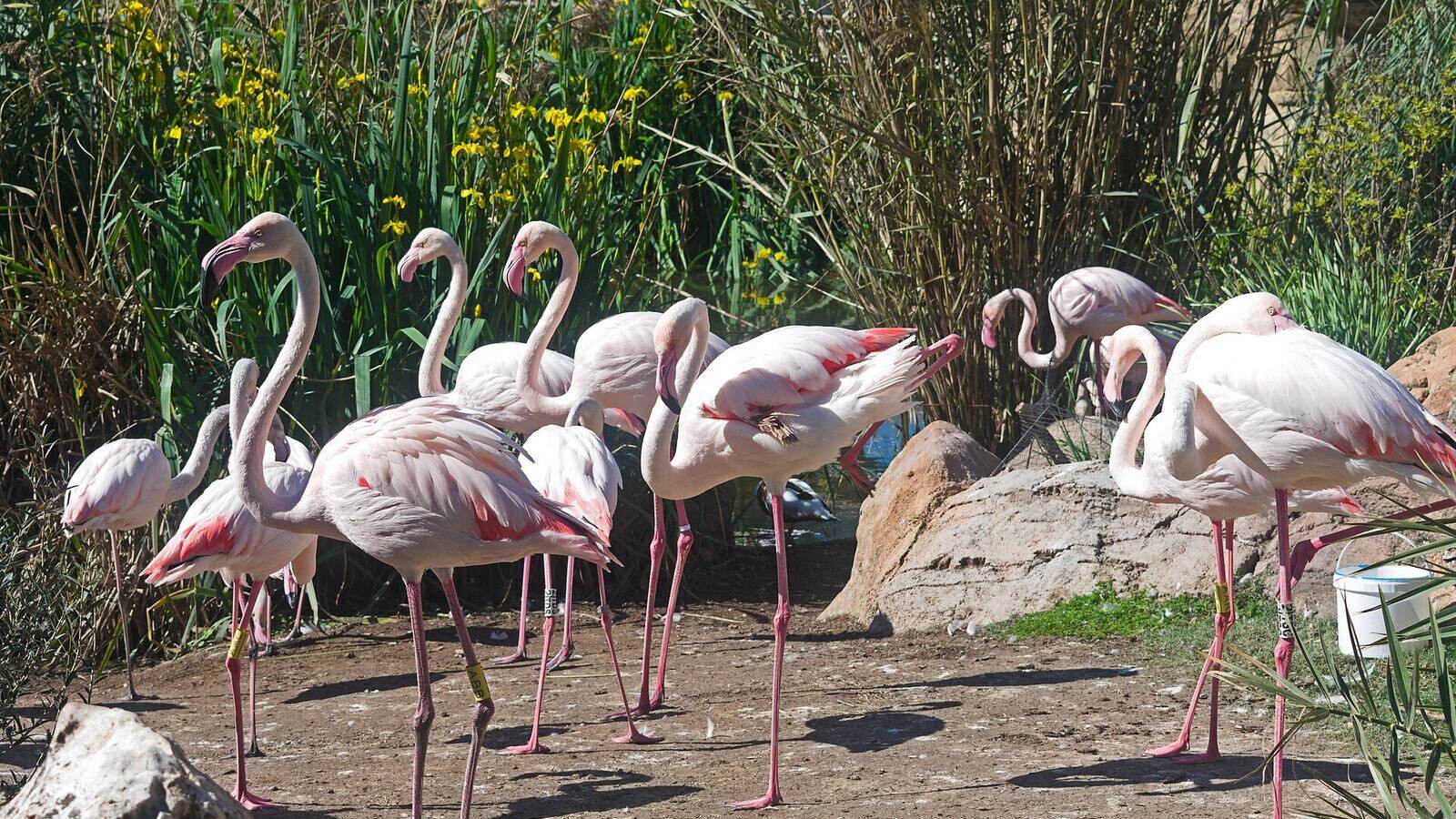 Flamingo's in een van de buitenverblijven van het Oceanogràfic