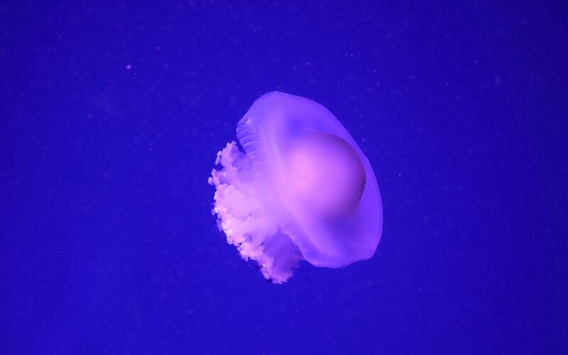 Kwallen in een aquarium van het Oceanogràfic in Valencia