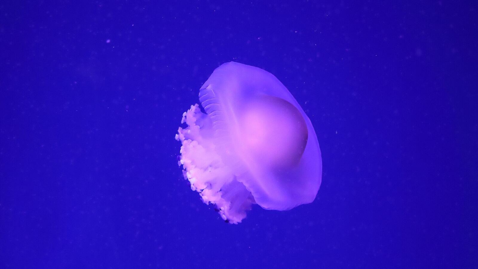 Kwallen in een aquarium van het Oceanogràfic in Valencia