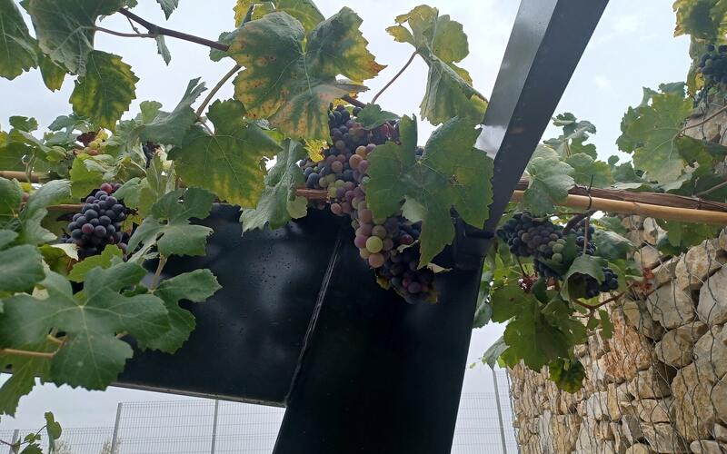 Druivenranken met trossen blauwe druiven bij een wijngoed in Requena